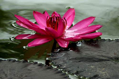 swami stream cc by 2.0