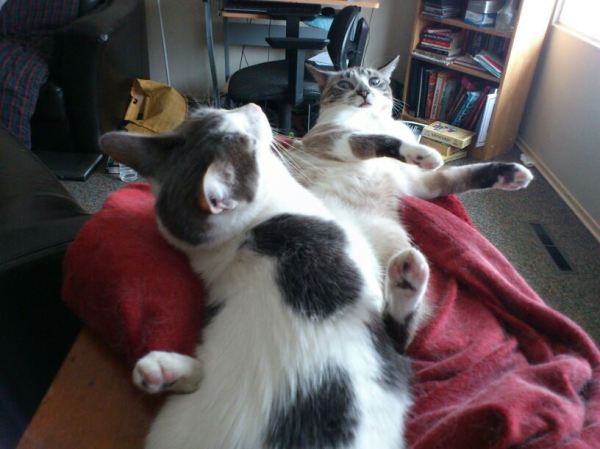 Moo and Q, being weird.